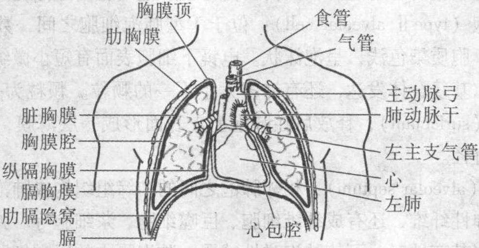 一、胸腔、胸膜与胸膜腔的概念